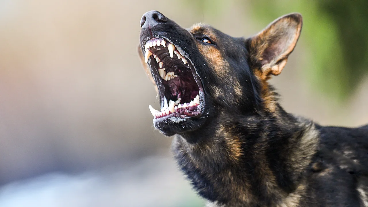 An aggressive German Shepherd barking with its teeth exposed.