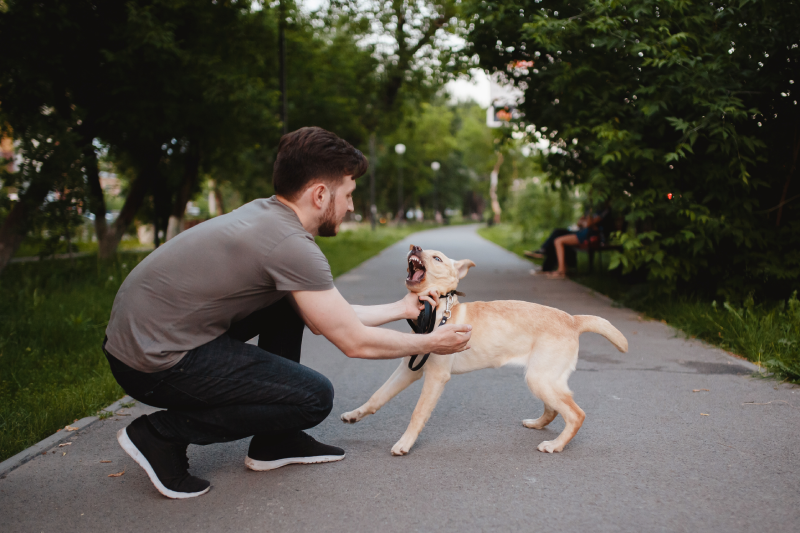 Rabies is a dog. A man tries to cope with a domestic pet, who attacks his teeth and evil. Labrador