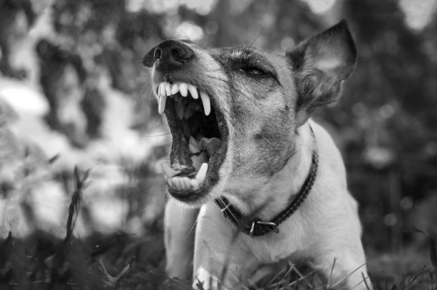 Aggressive dog, fox terrier with a grin, barks, black and white photo